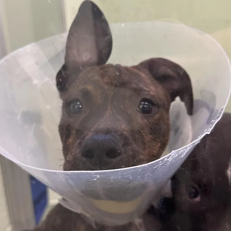 An adult medium-sized female Brindle Mixed Breed dog named Payton for adoption in West Palm Beach, FL