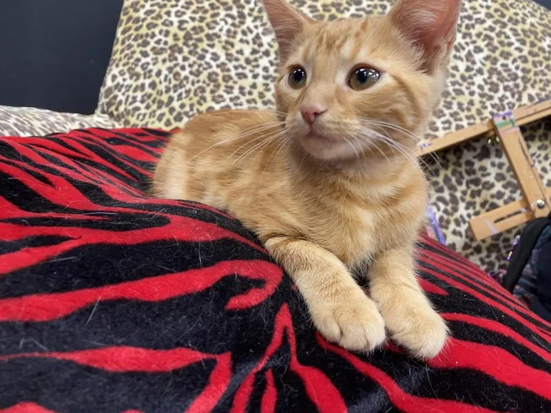 A baby small-sized male Tabby (Orange / Red) Domestic Short Hair cat named Jansport for adoption in Clarksville, TN