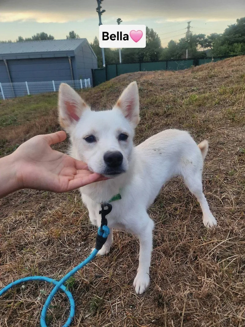 A baby small-sized female Jindo dog named Bella for adoption in Agoura Hills, CA