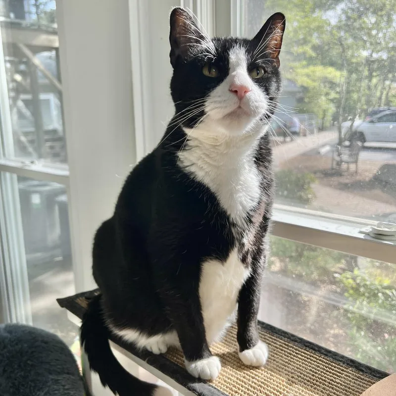 A senior extra large-sized male Black Domestic Short Hair cat named Tango for adoption in East Hampton, NY