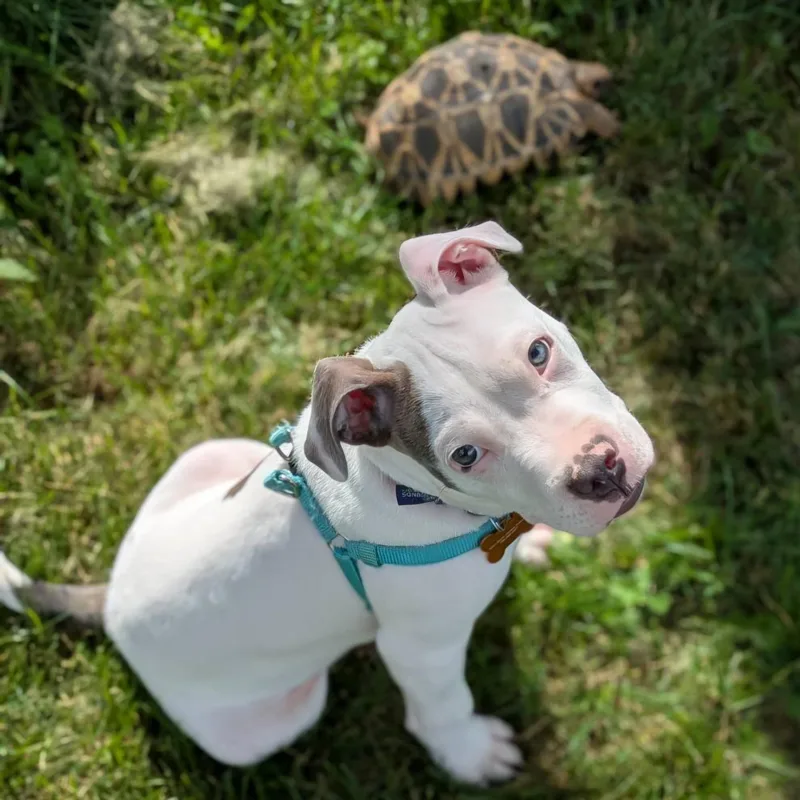 A young medium-sized male White / Cream Pit Bull Terrier dog named Atlas for adoption in Normal, IL