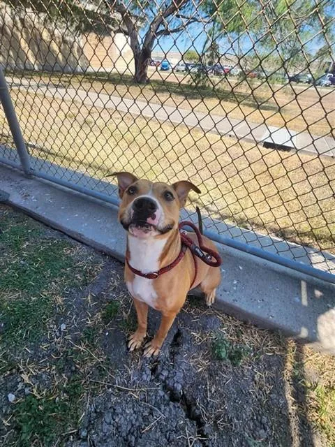 An adult medium-sized female Pit Bull Terrier dog named Pawtina Mcbride for adoption in Corpus Christi, TX