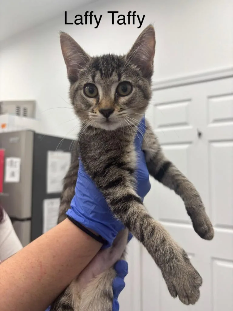 A baby small-sized female Domestic Short Hair cat named Laffy Taffy for adoption in Cambridge, MD