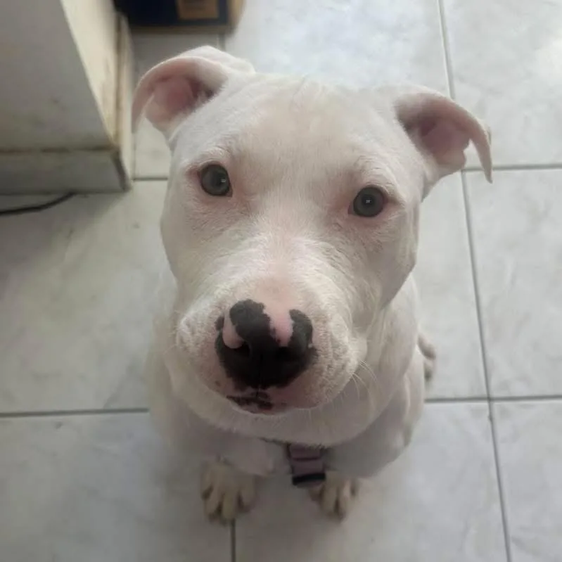A baby large-sized male White / Cream American Staffordshire Terrier dog named Alaska for adoption in Bronx, NY