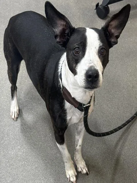 An adult small-sized female Australian Shepherd dog named Sweetie for adoption in Upper Marlboro, MD