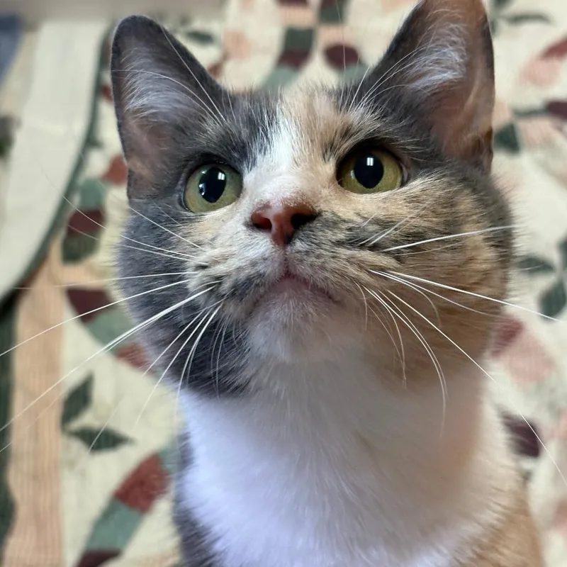 An adult medium-sized female Tortoiseshell Domestic Short Hair cat named Indigo for adoption in Bedford, NH