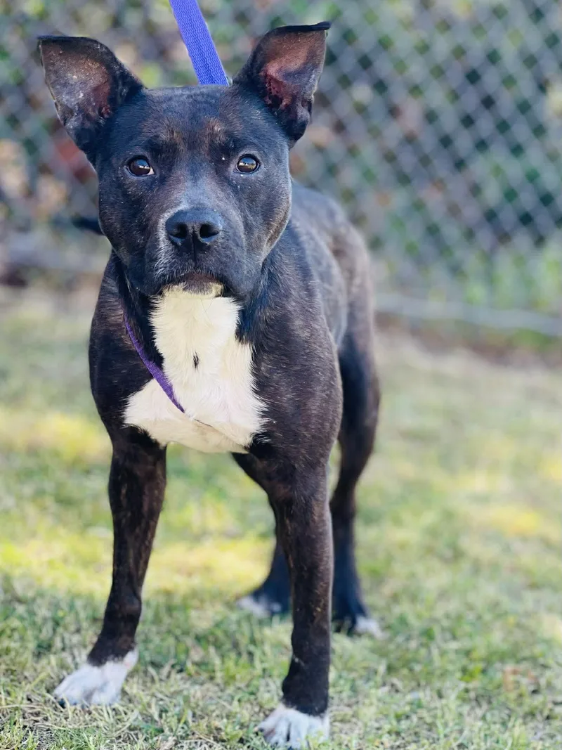An adult medium-sized female Brindle Pit Bull Terrier dog named Ac "violet" for adoption in Conyers, GA