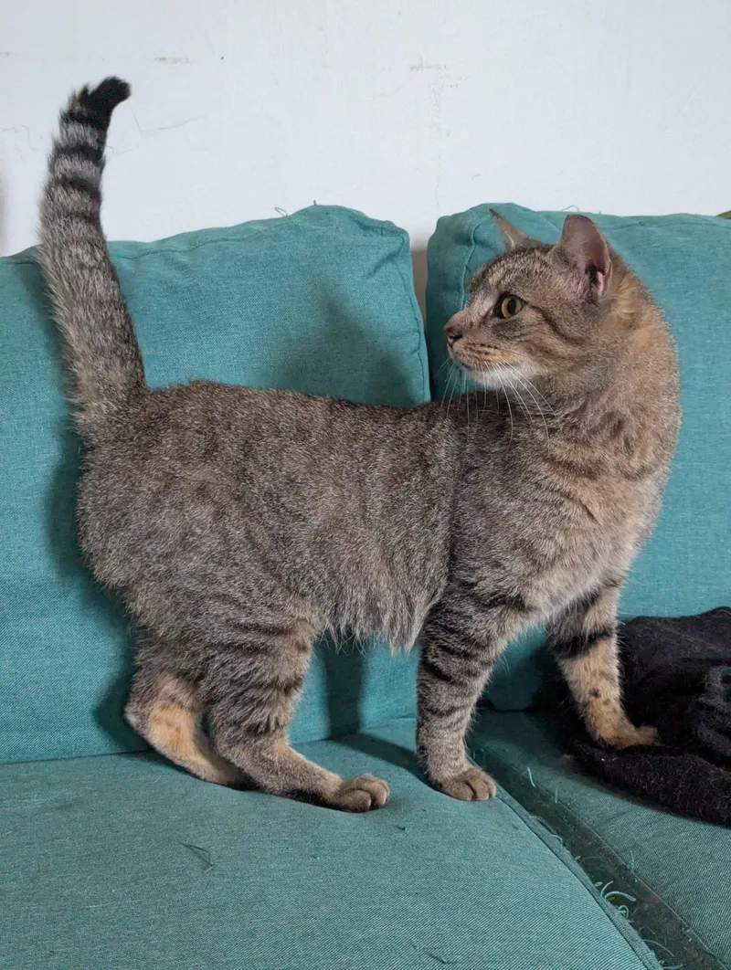 A young medium-sized female Tabby (Brown / Chocolate) Domestic Short Hair cat named Sylphie for adoption in Seven Valleys, PA
