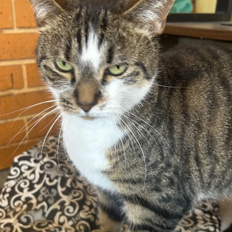 Mamacita thumbnail 2