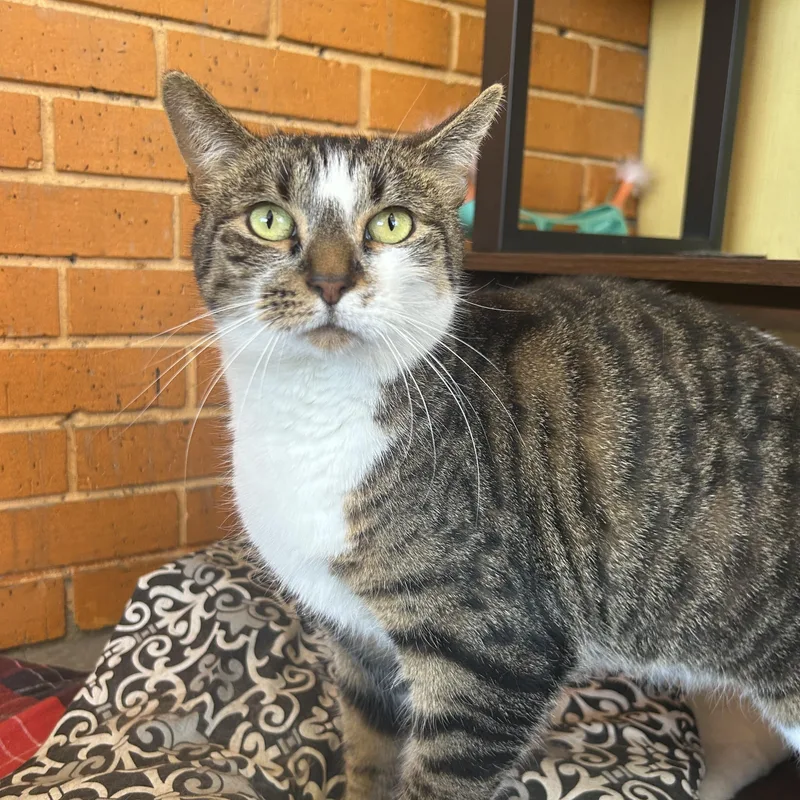 Mamacita thumbnail 3