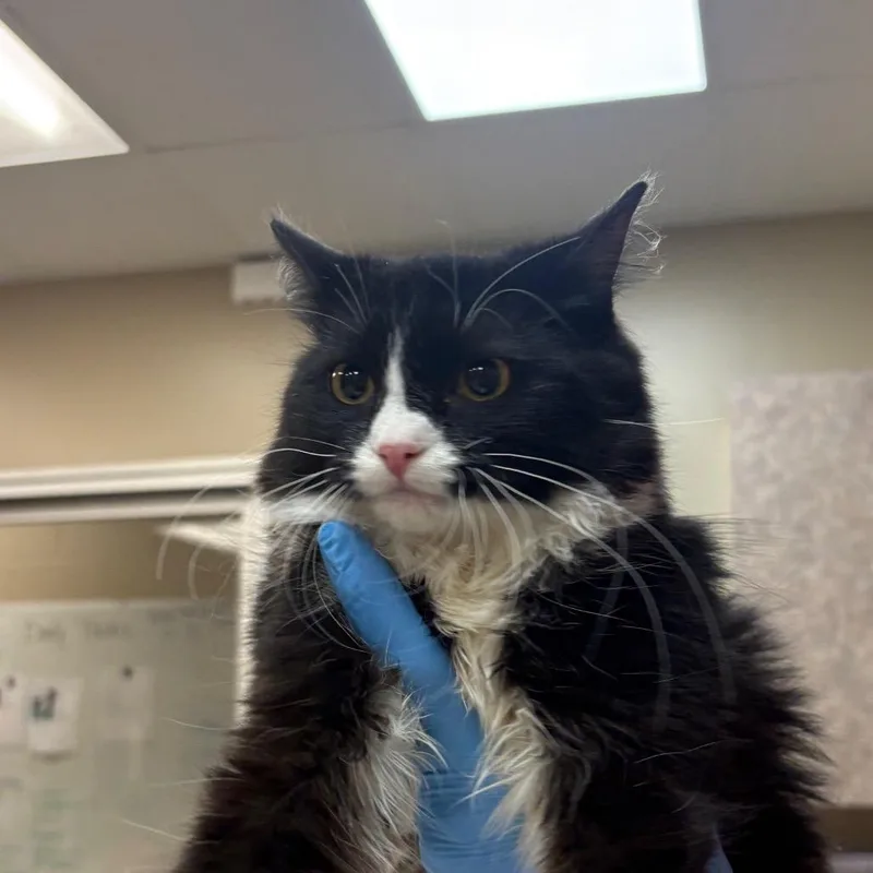 A young medium-sized female Black Domestic Medium Hair cat named Padme for adoption in Birmingham, AL