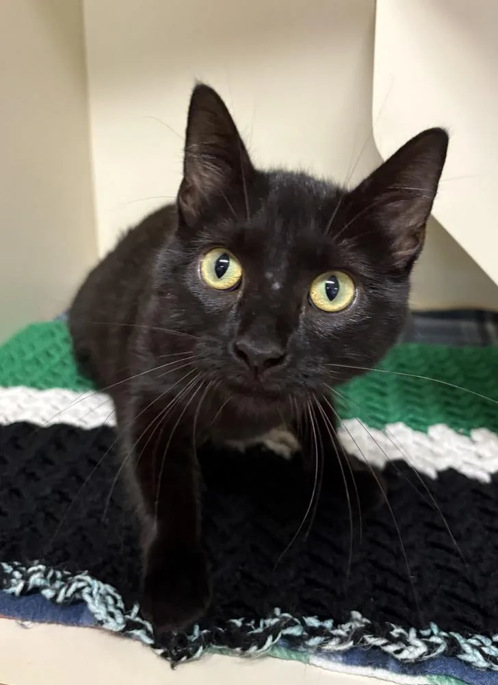 An adult medium-sized female Black Domestic Short Hair cat named Nevada for adoption in Rochester, IN