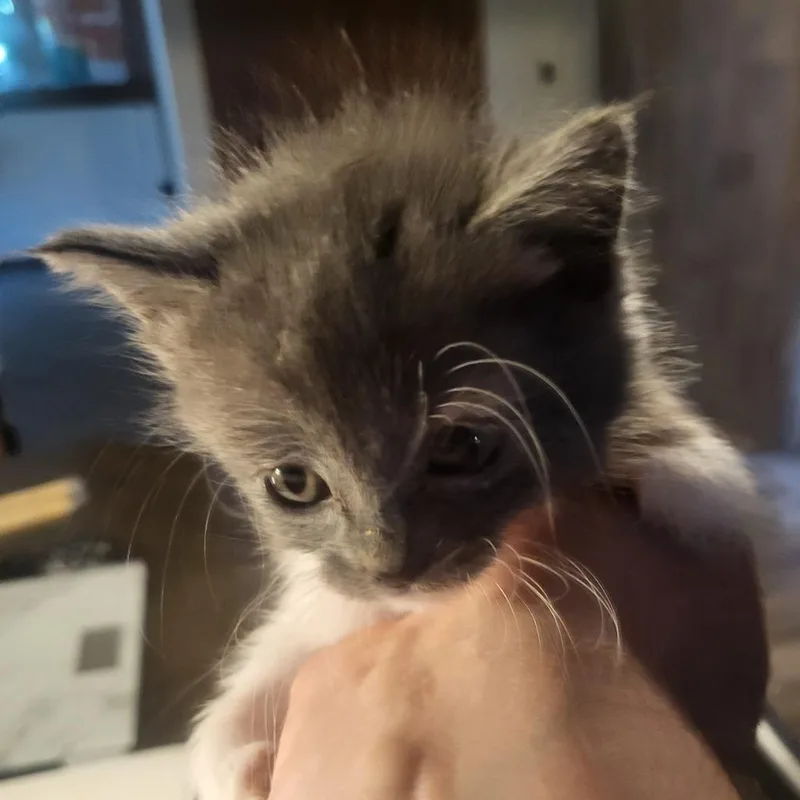 A baby medium-sized female Domestic Short Hair cat named Mabel for adoption in Medford, WI