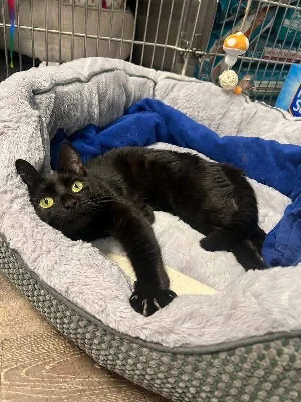 A young medium-sized female Domestic Short Hair cat named Maxine for adoption in South River, NJ