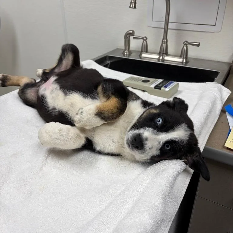 A baby small-sized male Black Shepherd dog named Ghost Face for adoption in Albuquerque, NM