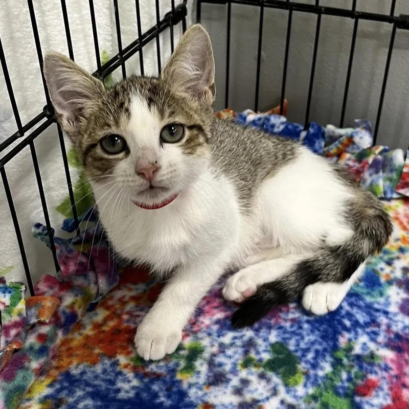 A baby small-sized female Brown / Chocolate Domestic Short Hair cat named Brandy for adoption in Hamburg, NY