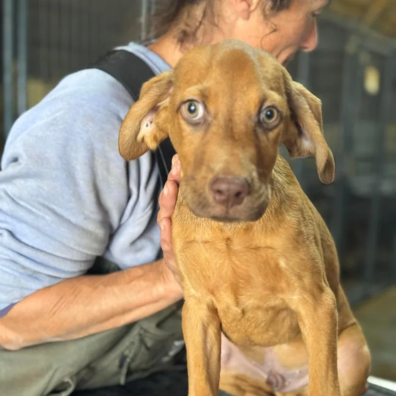 A young medium-sized male Red / Chestnut / Orange Hound dog named Andy for adoption in Anahuac, TX