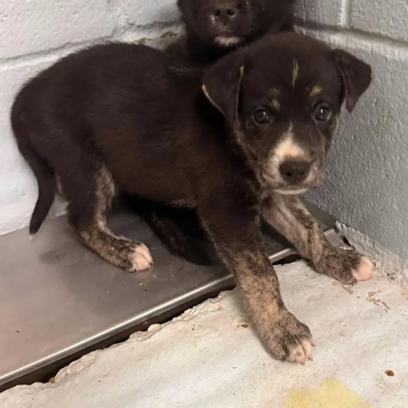 A baby small-sized male Brindle Shepherd dog named Gingy for adoption in Austin, TX