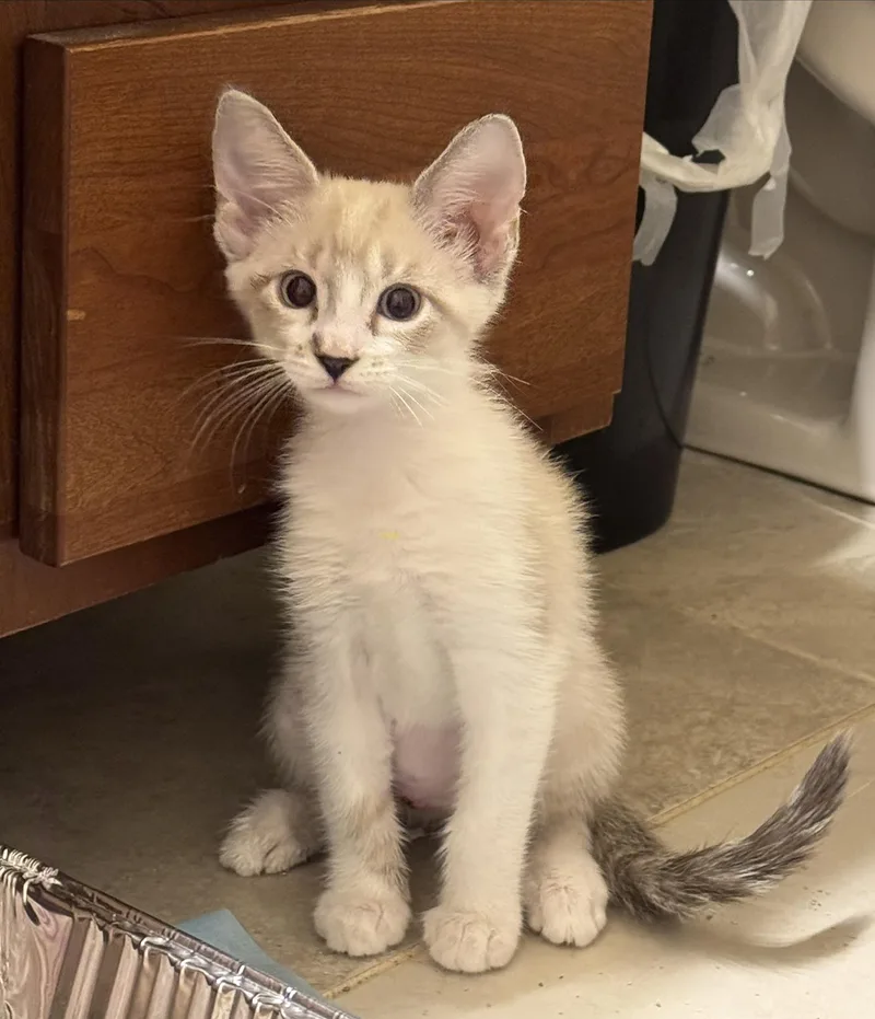 A baby medium-sized female Gray / Blue / Silver Siamese cat named Venus for adoption in Noble, OK
