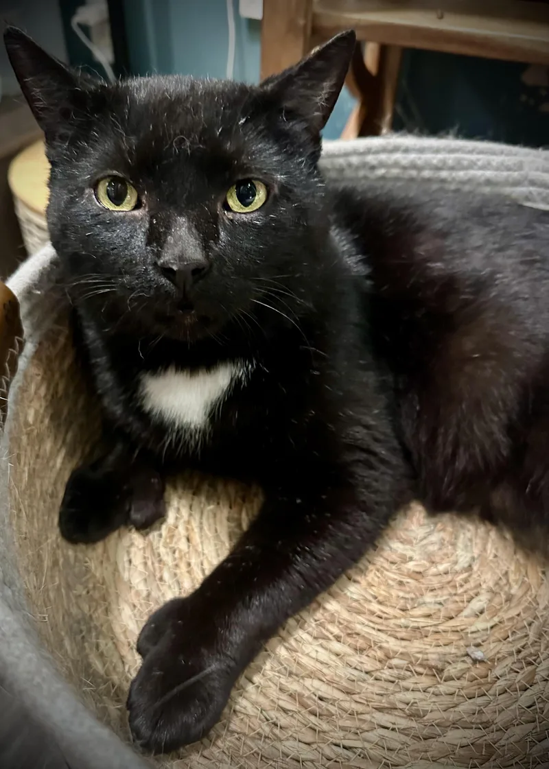 A young medium-sized male Black & White / Tuxedo Extra-Toes Cat / Hemingway Polydactyl cat named Thumbs for adoption in Buffalo, NY