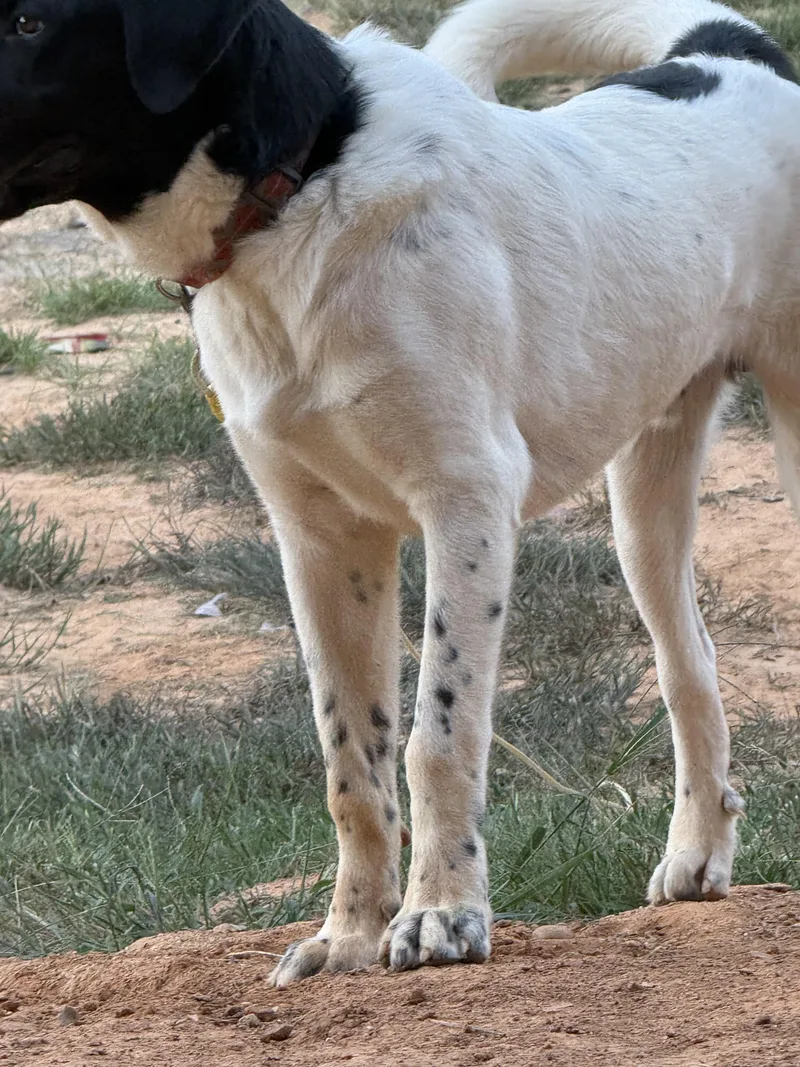 A young medium-sized male English Setter dog named Toddy for adoption in Cordova, TN