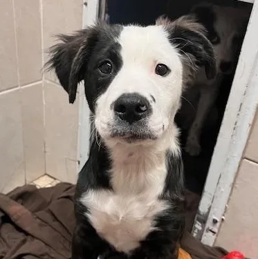 A baby medium-sized male Brindle Husky dog named Tux for adoption in Honesdale, PA
