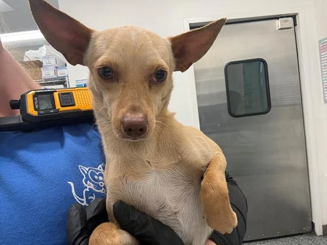 A young small-sized male Chihuahua dog named Vize for adoption in Antioch, CA