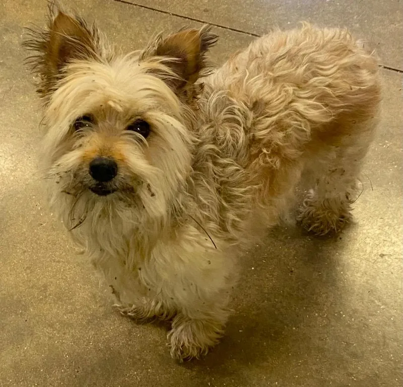 An adult small-sized male Yorkshire Terrier dog named Uno for adoption in Lockhart, TX
