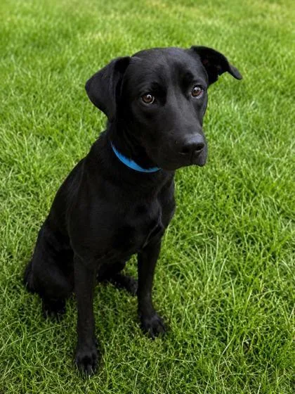 An adult large-sized male Labrador Retriever dog named Jet for adoption in Morton Grove, IL