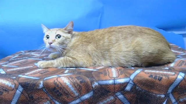 A young medium-sized female Domestic Short Hair cat named Soni for adoption in Gardena, CA
