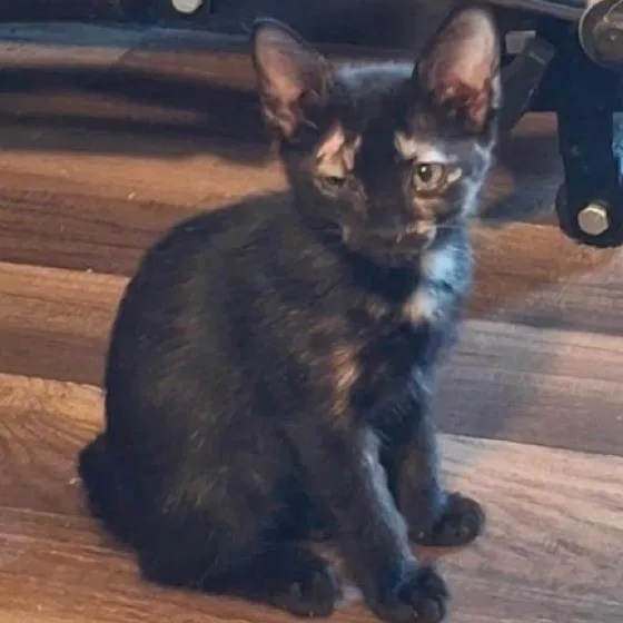 A baby small-sized female Tortoiseshell Domestic Short Hair cat named Noodle for adoption in Austin, TX