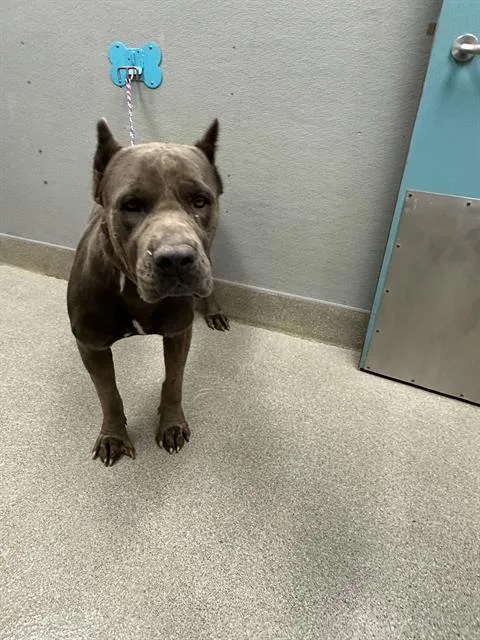 An adult large-sized female Cane Corso dog named Dijor for adoption in Las Vegas, NV