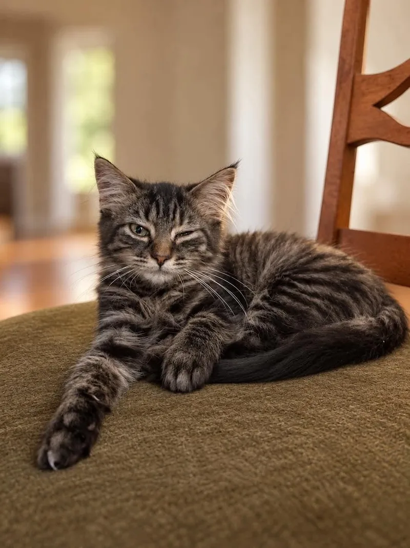 A young medium-sized male Domestic Medium Hair cat named Jack for adoption in Logan, OH