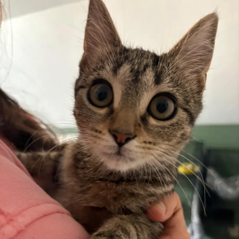A baby small-sized female Brown / Chocolate Domestic Short Hair cat named Katia for adoption in Johnstown, PA