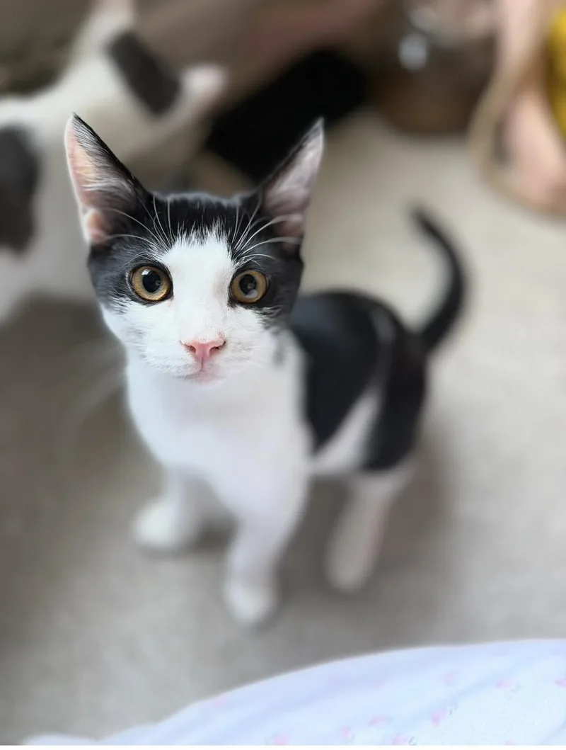 A young medium-sized male Black & White / Tuxedo Domestic Short Hair cat named Panda for adoption in Bellmawr, NJ