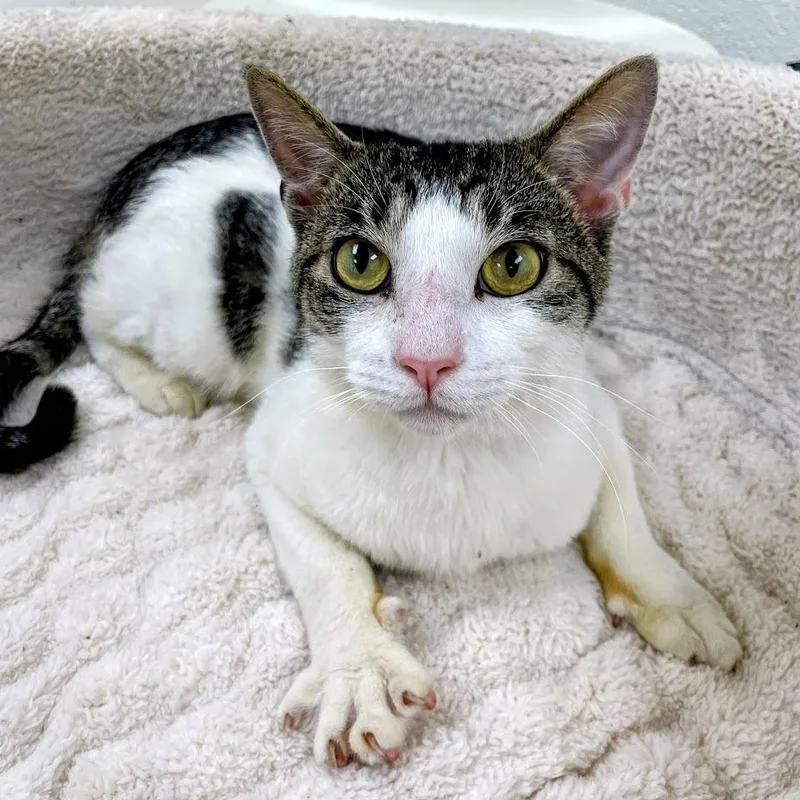 A young medium-sized male Brown / Chocolate Domestic Short Hair cat named "Big Boy" for adoption in Lyndhurst, VA