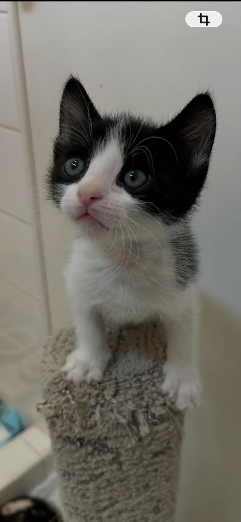 A baby small-sized male Domestic Short Hair cat named Tommy for adoption in Hurricane, UT