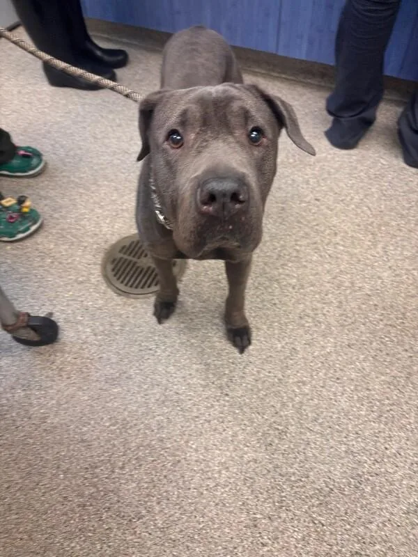 An adult large-sized female Gray / Blue / Silver American Staffordshire Terrier dog named Stevie Nicks for adoption in Disputanta, VA