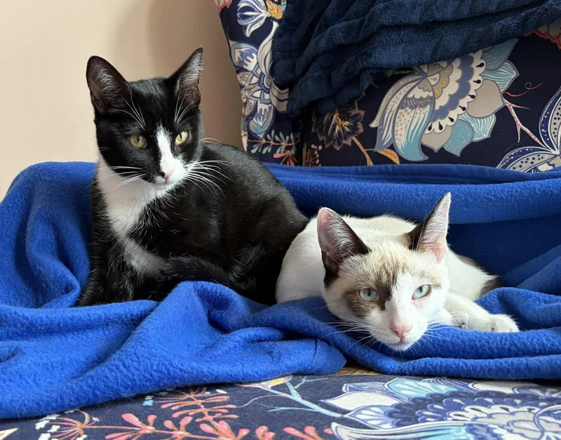 A baby medium-sized female Tuxedo cat named Domino for adoption in Alameda, CA