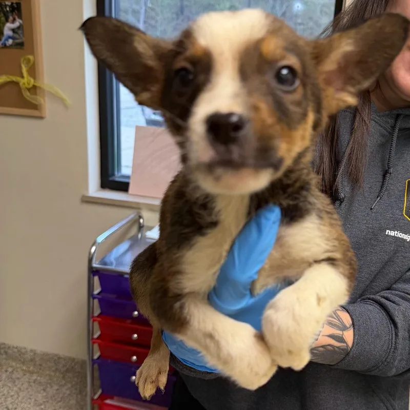 A baby small-sized male Brown / Chocolate Mixed Breed dog named Charlie for adoption in Red House, WV