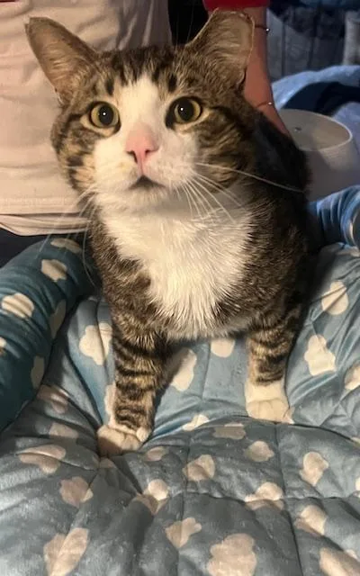 A young large-sized male Tabby cat named Gunnar for adoption in Sykesville, MD