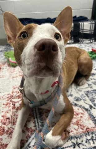 A young medium-sized female Pit Bull Terrier dog named Marmalade for adoption in Dayton, OH