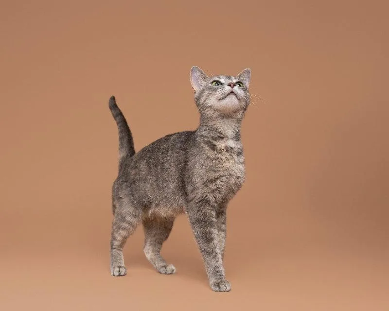 An adult small-sized female Domestic Short Hair cat named North for adoption in House Springs, MO