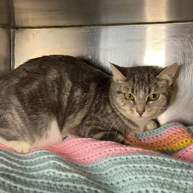 A young medium-sized female Domestic Short Hair cat named Piper for adoption in Roanoke, VA