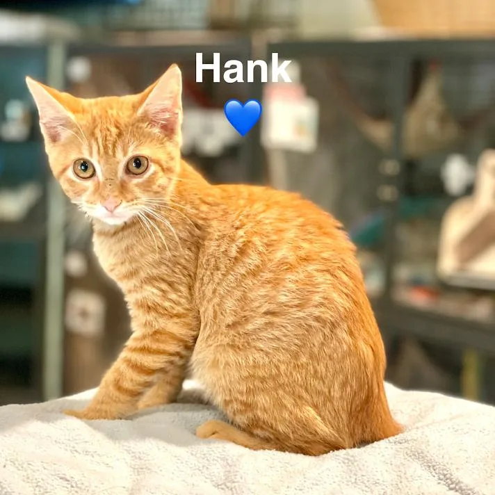 A baby small-sized male Orange / Red Domestic Short Hair cat named Hank for adoption in Peachtree City, GA