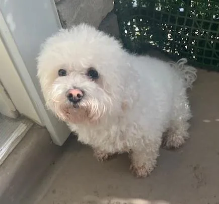 A senior small-sized male White / Cream Maltipoo dog named Hudson for adoption in East Brunswick, NJ