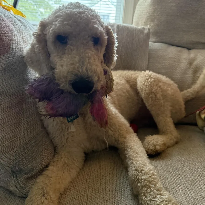 Oscar