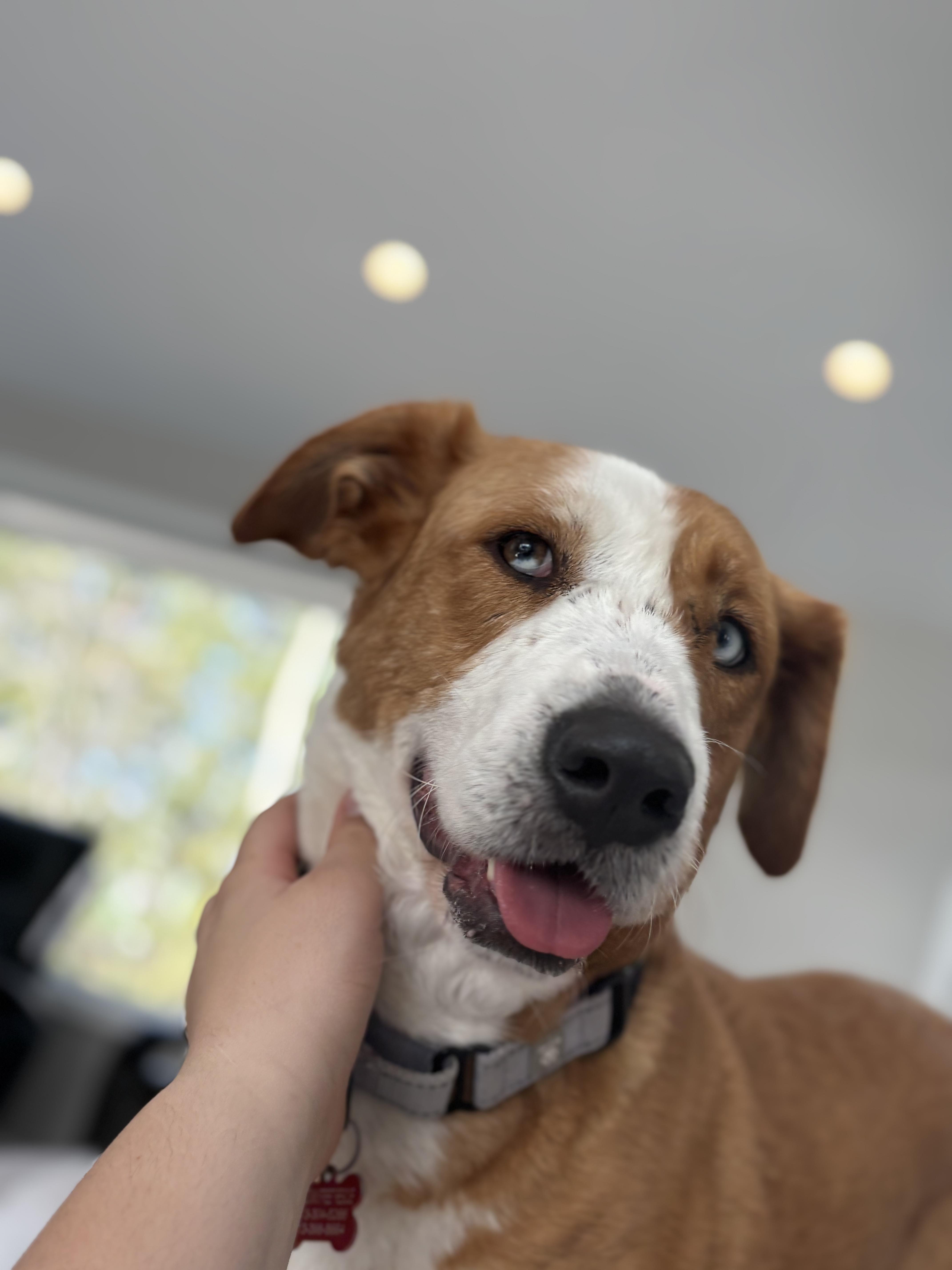 Ginger thumbnail 2