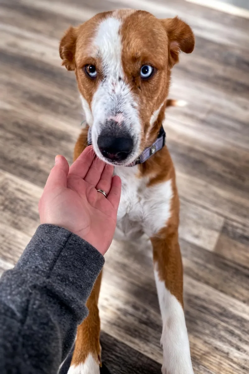 Ginger thumbnail 3