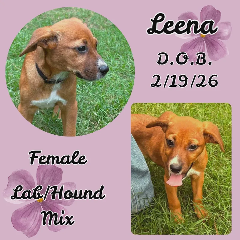 A baby medium-sized female Red / Chestnut / Orange Labrador Retriever dog named Leena for adoption in Caldwell, TX